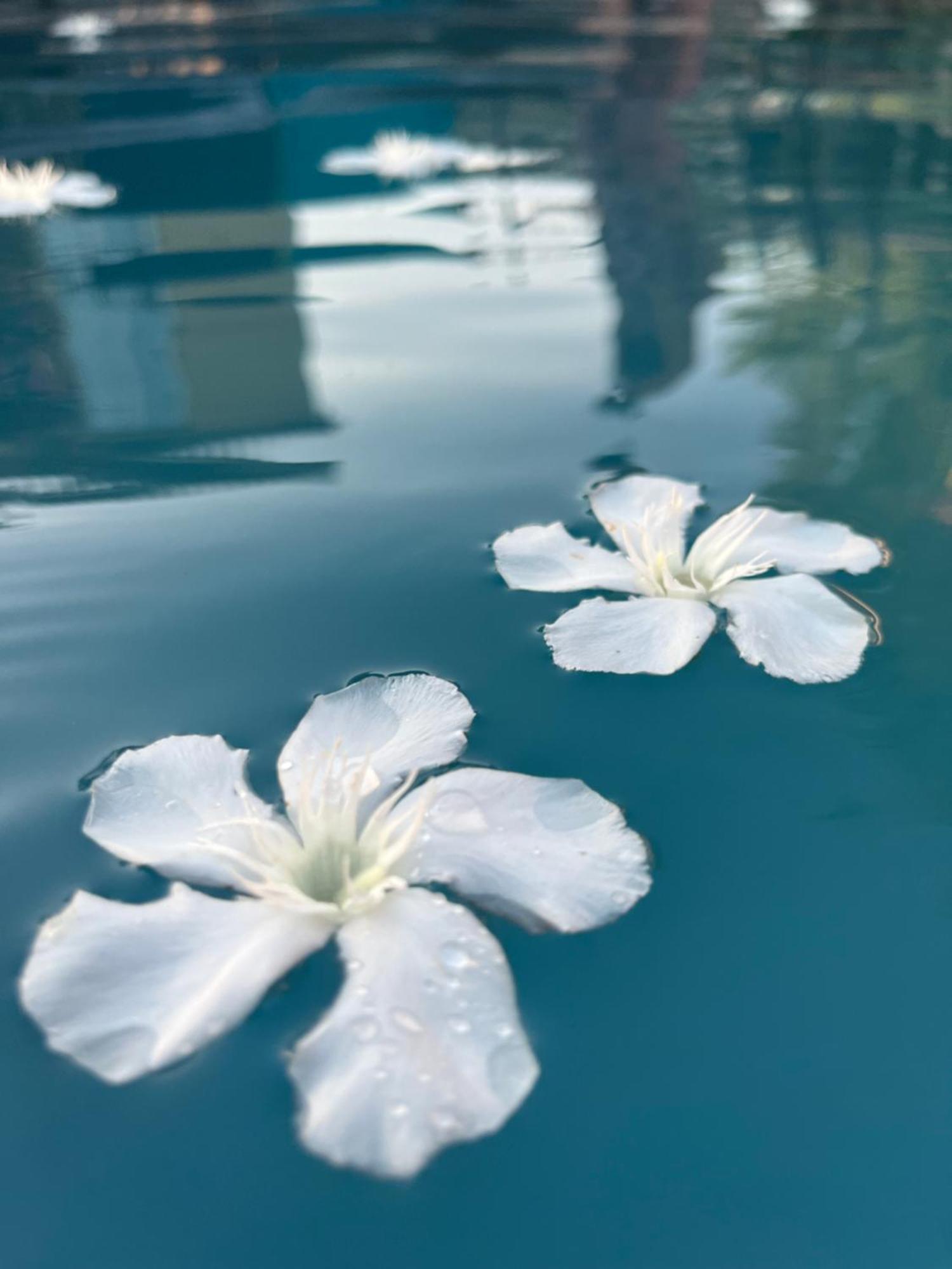 Le L'Islois- Park&Piscine Villa L'Isle-sur-la-Sorgue Kültér fotó